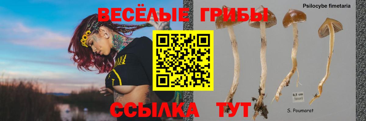 Вязники  Галлюциногенные грибы Cubensis  Вход с VPN  Псилоцибиновые грибы Psilocybe 